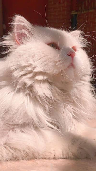 Triple cotted Persian available for meeting