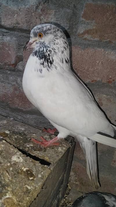 Orange Eyes Special Pigeon