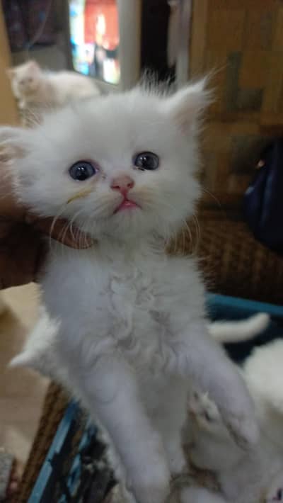 cats / billi/ Triple coat kittens  /Persian  kittens