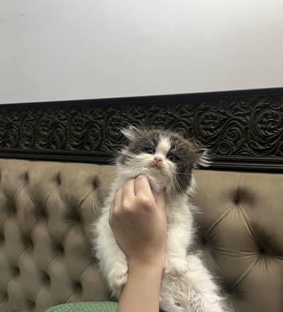 Male and female kittens