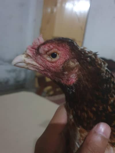 breeder madii bnd jor