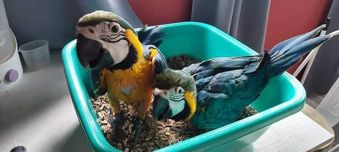 blue Macau parrot chicks for sale 0370/7110/419