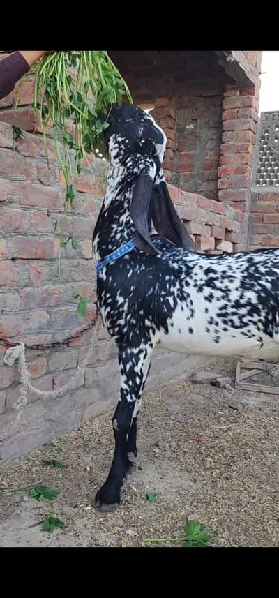 Makhi cheni Gabhan/female/ goat/bakra/bakri