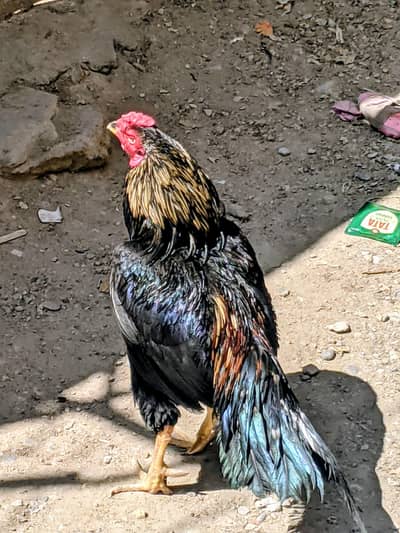 murga urgent sale  03143292690