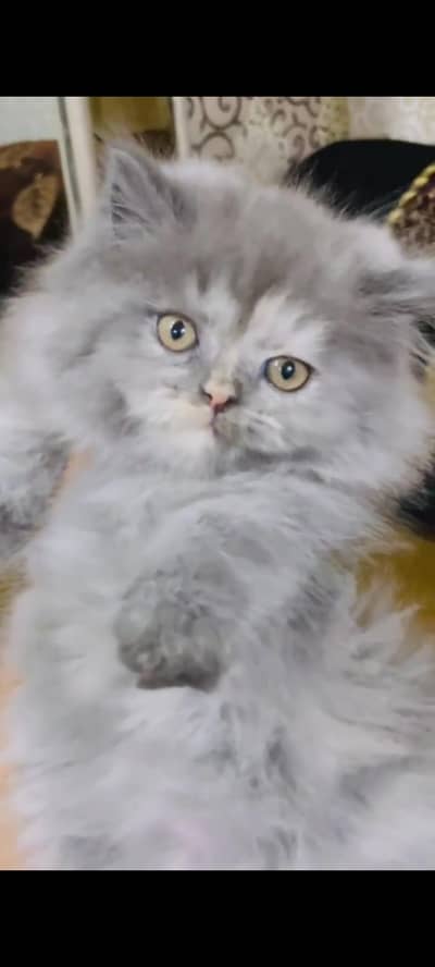 pure persian cats vaccinated triple coated WhatsApp 03317823482