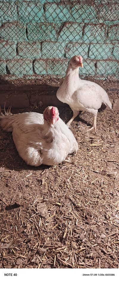 aseel heera fair for sale