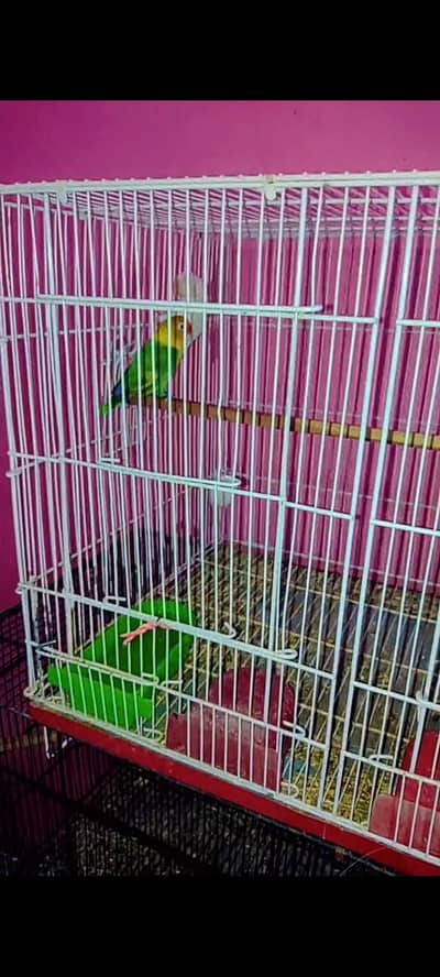 Love birds breder pair with cage