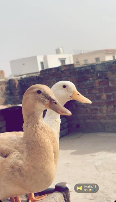2 female ducks