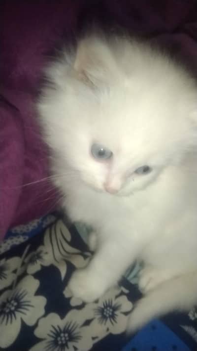 Price: 18,000 PKR (Negotiable)