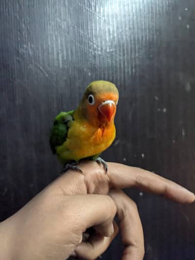 hand tame love birds