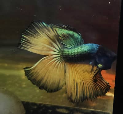 Betta