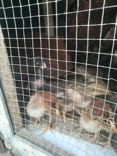 pure mian wali blood line ha  Whatsapp nm 03065987037