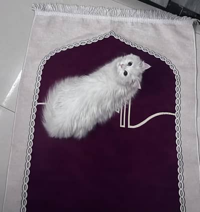 beautiful persian cat