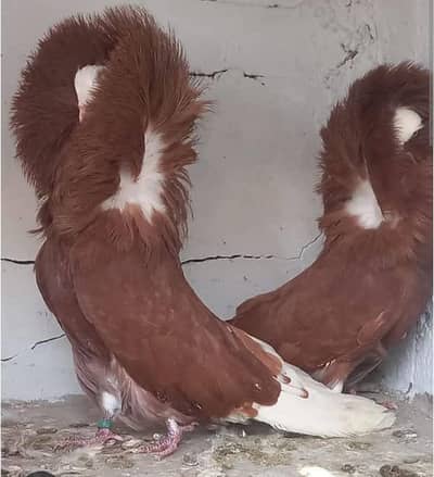 High Quality double Crown Breeder Jacobin (Nakabposh)