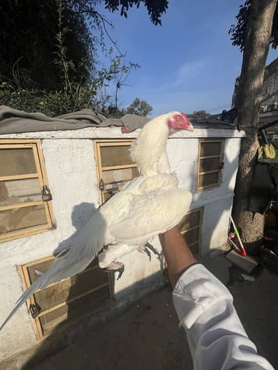 Paper white heera ptha