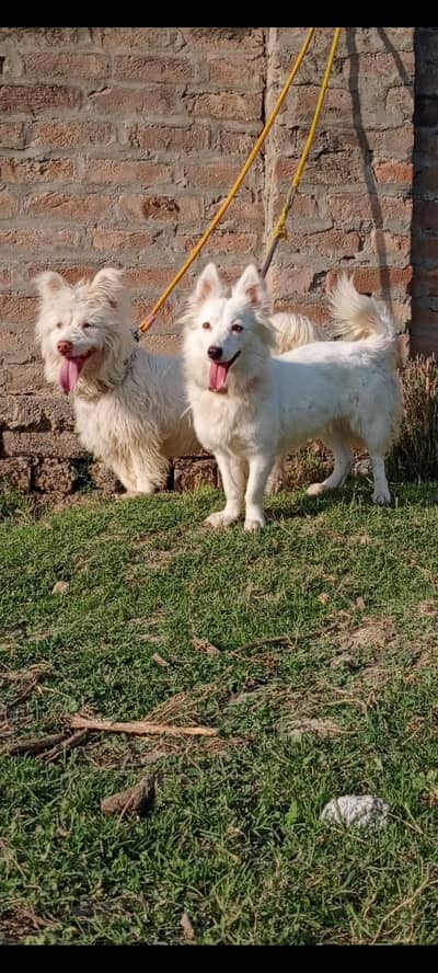 Russian puppy pair 8 months for sale
