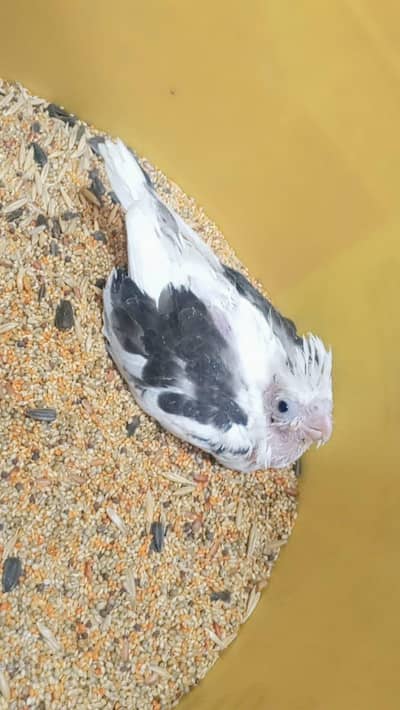 cocktail chick hand tame purpose. . 0336.4306545