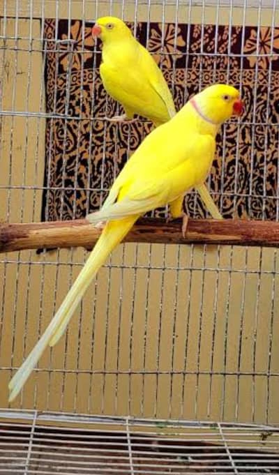 pure yellow ringneck pair
