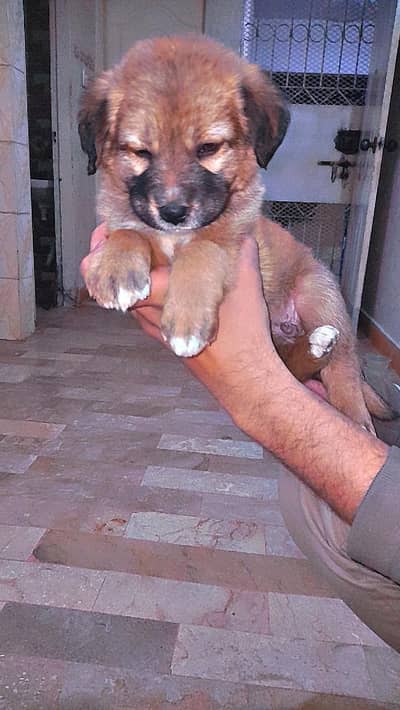 3 months old puppys afghan kuchi cross with Alsation dogs