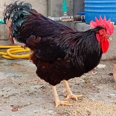 RIR Heritage Breeder Pair Available