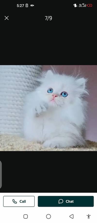 Persian cat for sale male female my WhatsApp number 0304=18=93=198