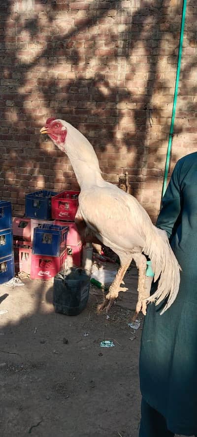 heera male lakha male mushka x Thai male