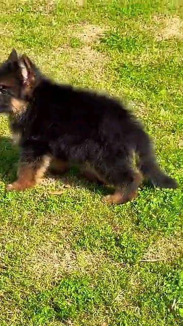 German Shepherd dog for sale male or female my WhatsApp  03095238470