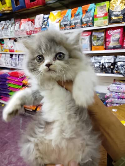 Persian kitten available now