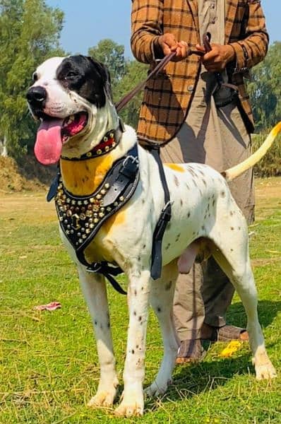 pawar bulli mail 8 mahnt for sale active and healthy available