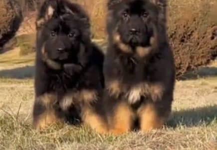 German Shepherd dog for sale male or female my WhatsApp 03095238470