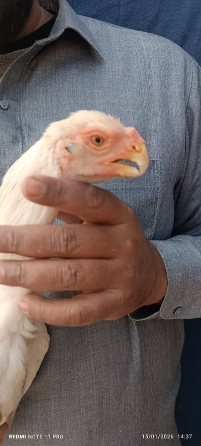 arrot big murga age 3 month for sale 0336/15/74/901