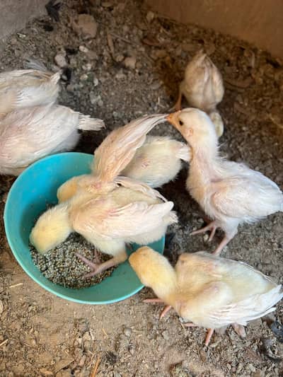 Aseelchick 03041979402