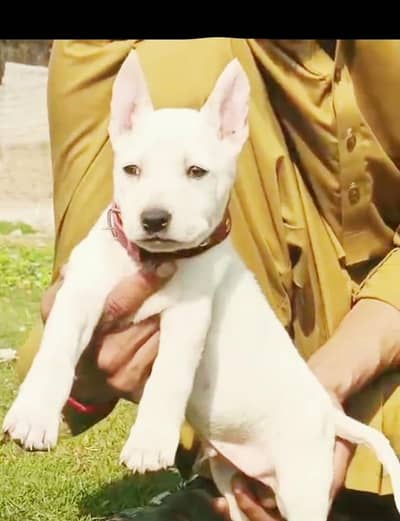 paver kuwati gulteer male available for sale