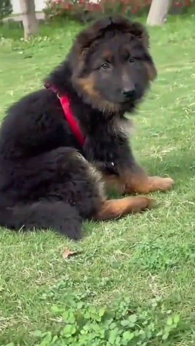 German Shepherd dog for sale male or female my WhatsApp 03095238470