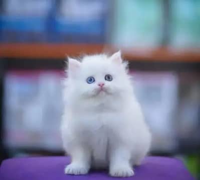 cat persian cat my WhatsApp number 03263875929