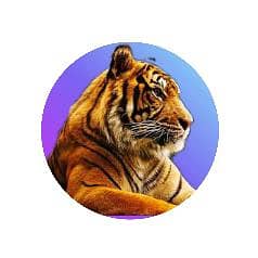 need Car for indrive