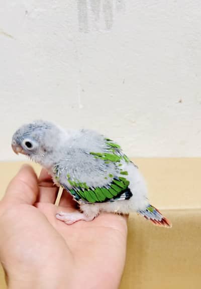 Yellow Sided Conure Chicks