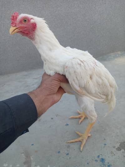 pure aseel paper white pair for sale 03175088407