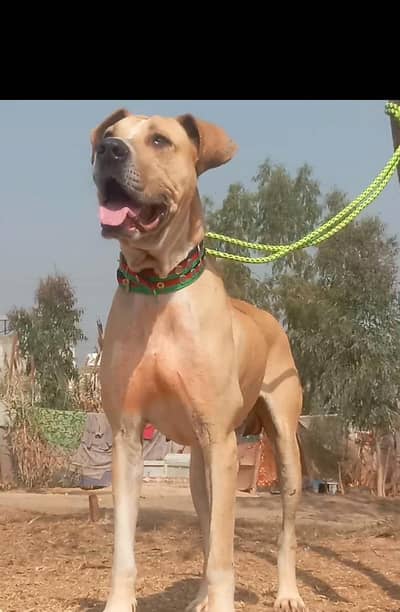 paver lappa gulteer male for sale available