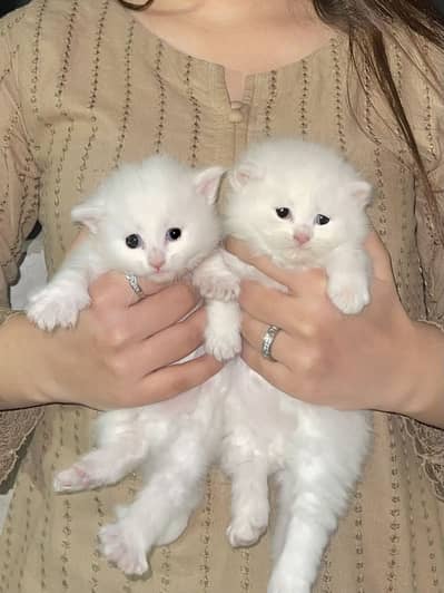 Persian male kittens for sale