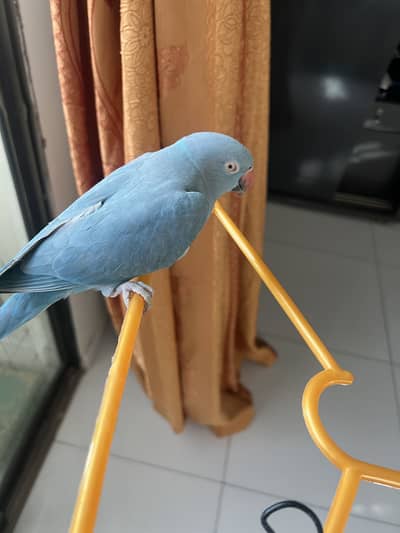 Blue ringneck female parrot ready for breed