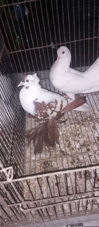 fancy pigeon  |  swallow pigeon  |  Indian fantail