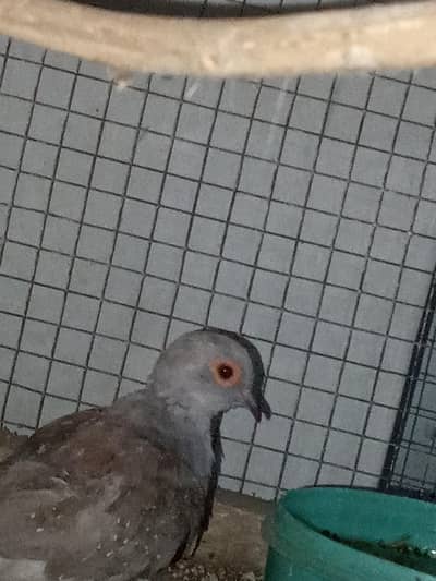 diamond dove breeder male for sale