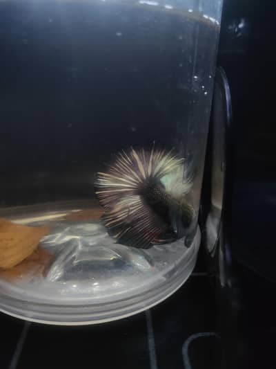 samorai & Candy Betta