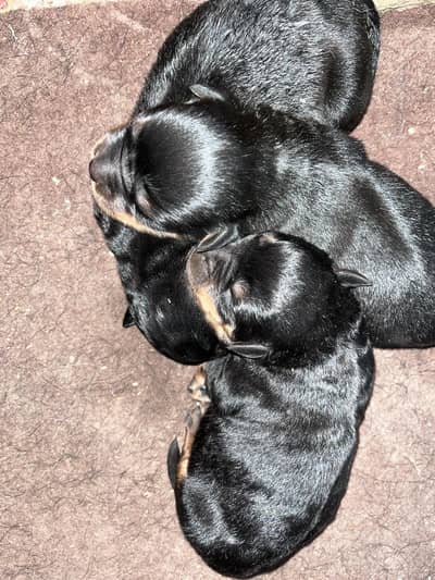 German Rottweiler puppy available