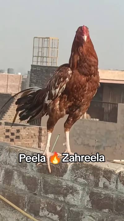 Aseel Mianwali Peela Breeder Pair / Mianwali Murga / Mianwali Murgi