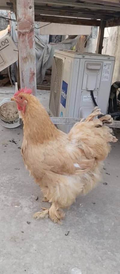 Golden Heavy buff Egg laying