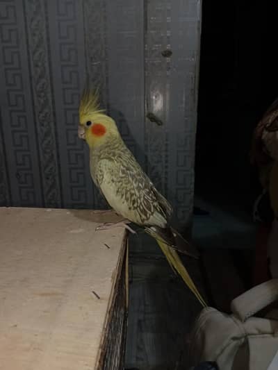 hand tamed cocktail female breeder .