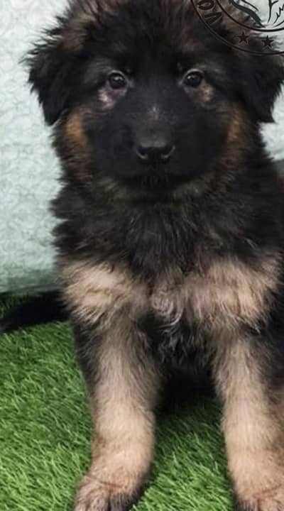 German shepherd babys . . . .