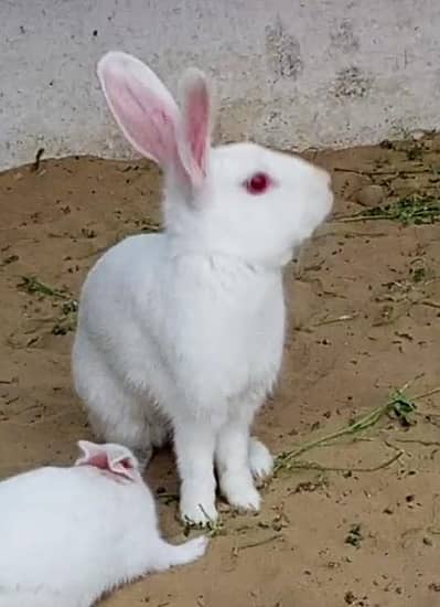 Rabbit pair
